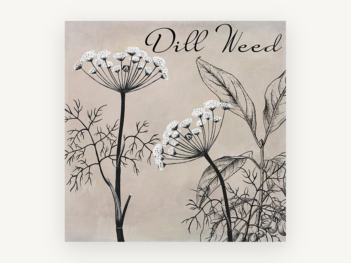 Dill Weed Study, floral canvas wall art print, front view