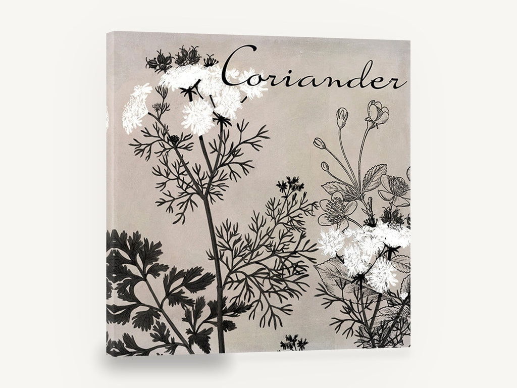 Coriander in Bloom, coriander herb botanical black and white, floral canvas wall art print ready to hang