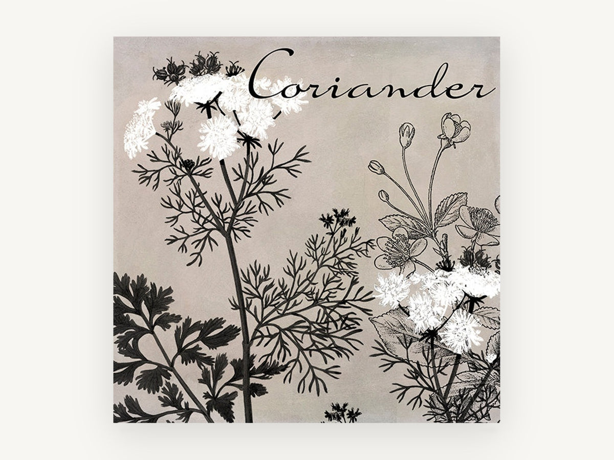 Coriander in Bloom, floral canvas wall art print, front view