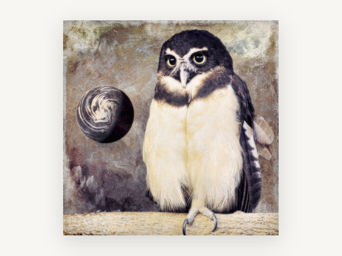 Spectacled Owl and Moon, spectacled owl textured photograph, animal canvas wall art print, front view