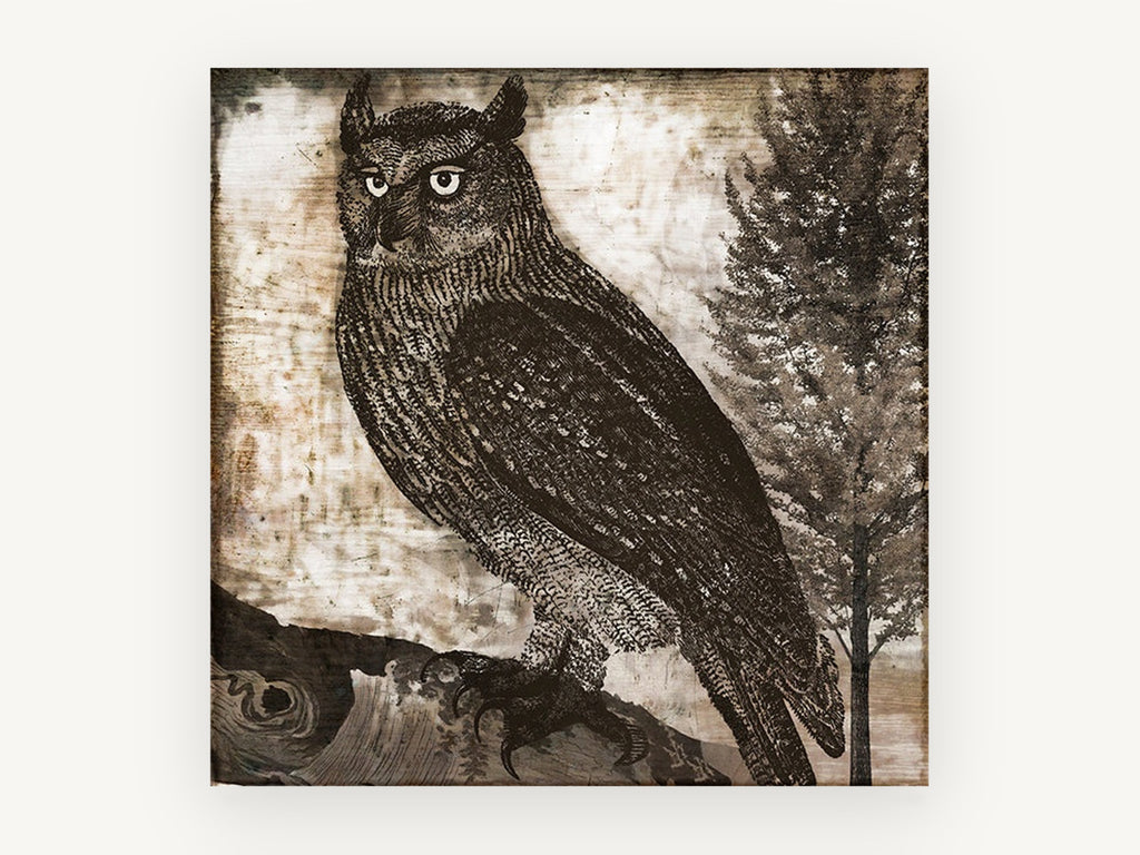 Etched Horned Owl, vintage owl etching illustration, animal canvas wall art print, front view