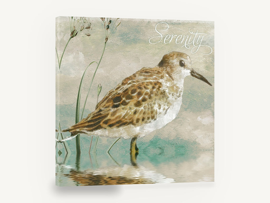 Serenity Sandpiper, sandpiper shorebird wading illustration, landscape canvas wall art print ready to hang