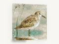 Serenity Sandpiper, sandpiper shorebird wading illustration, landscape canvas wall art print ready to hang