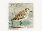 Serenity Sandpiper, sandpiper shorebird wading illustration, landscape canvas wall art print ready to hang