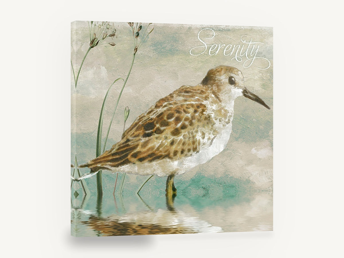 Serenity Sandpiper, sandpiper shorebird wading illustration, landscape canvas wall art print ready to hang