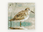 Serenity Sandpiper, sandpiper shorebird wading illustration, landscape canvas wall art print, front view