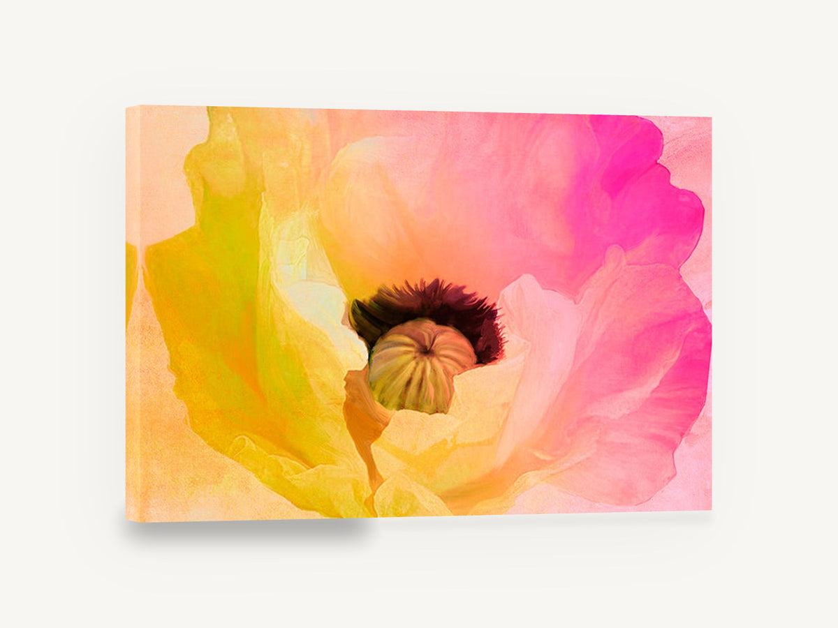 Sunrise Poppy Bloom, pink and yellow poppy close-up floral, floral canvas wall art print ready to hang