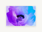 Violet Poppy Bloom, floral canvas wall art print, front view