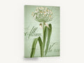 Green Allium Script, white allium vintage botanical script, floral canvas wall art print ready to hang