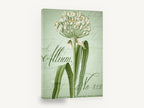 Green Allium Script, white allium vintage botanical script, floral canvas wall art print ready to hang