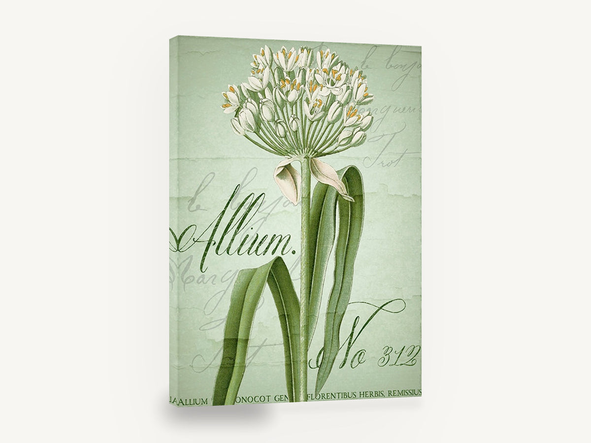 Green Allium Script, white allium vintage botanical script, floral canvas wall art print ready to hang