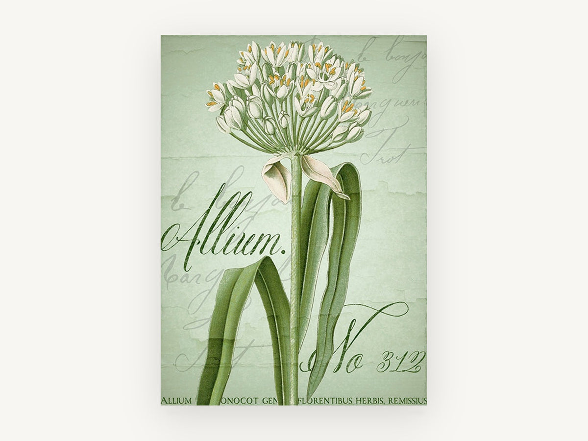Green Allium Script, floral canvas wall art print, front view