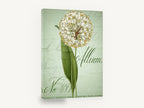 Allium Script Study, allium botanical vintage script illustration, floral canvas wall art print ready to hang