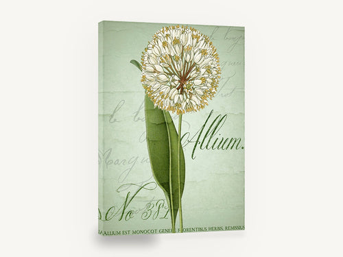 Allium Script Study, allium botanical vintage script illustration, floral canvas wall art print ready to hang