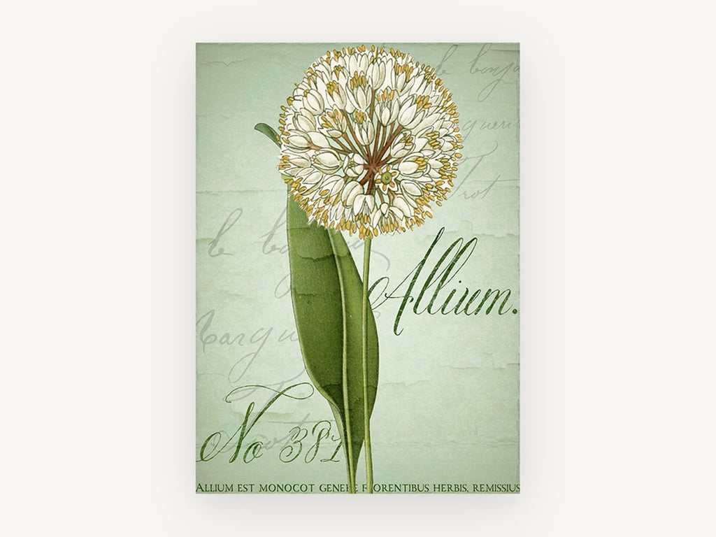 Allium Script Study, floral canvas wall art print, front view