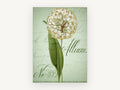 Allium Script Study, floral canvas wall art print, front view