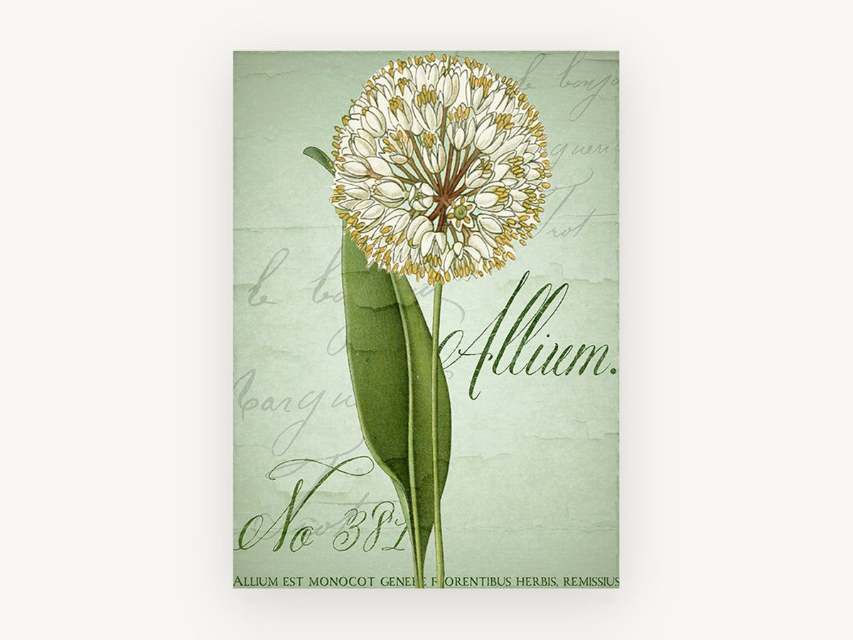Allium Script Study, floral canvas wall art print, front view