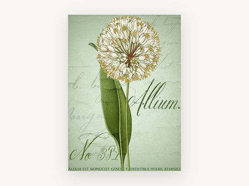 Allium Script Study, floral canvas wall art print, front view