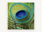 Peacock Eye Close-Up, peacock feather close-up photograph, animal canvas wall art print, front view