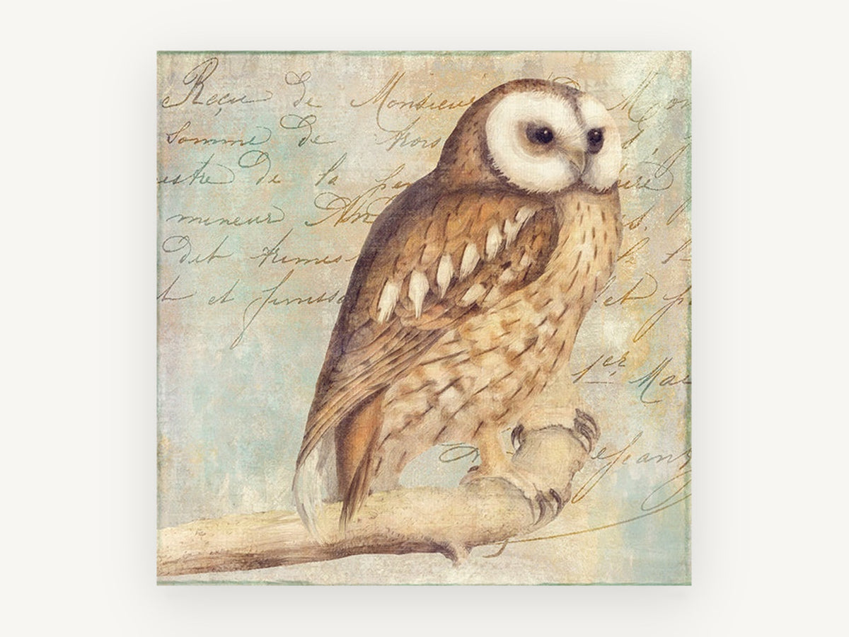 Letter Script Owl, vintage owl illustration on script, animal canvas wall art print, front view