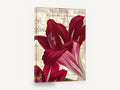 Crimson Amaryllis Letterpress, red amaryllis vintage french script, floral canvas wall art print ready to hang