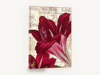 Crimson Amaryllis Letterpress, red amaryllis vintage french script, floral canvas wall art print ready to hang