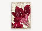 Crimson Amaryllis Letterpress, floral canvas wall art print, front view