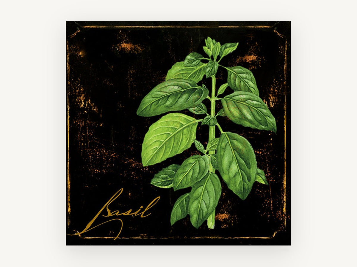 Basil on Black, floral canvas wall art print, front view