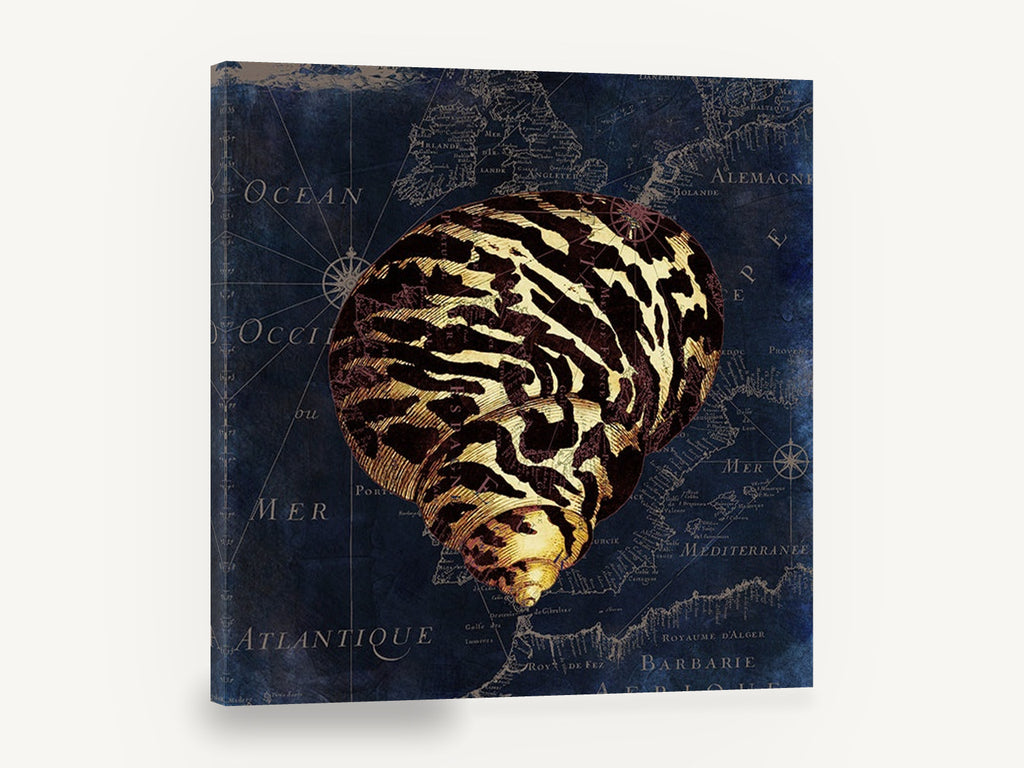 Tiger Shell Atlantic Chart, antique seashell on french sea map, stretched canvas wall art print ready to hang