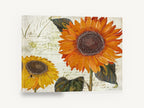 Sunflowers on French Script, orange sunflowers vintage french script, floral canvas wall art print ready to hang