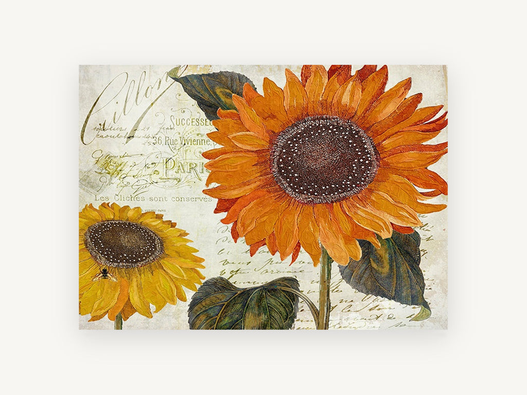 Sunflowers on French Script, floral canvas wall art print, front view