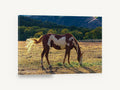 Grazing Paint Horse, paint horse grazing photograph, animal canvas wall art print ready to hang