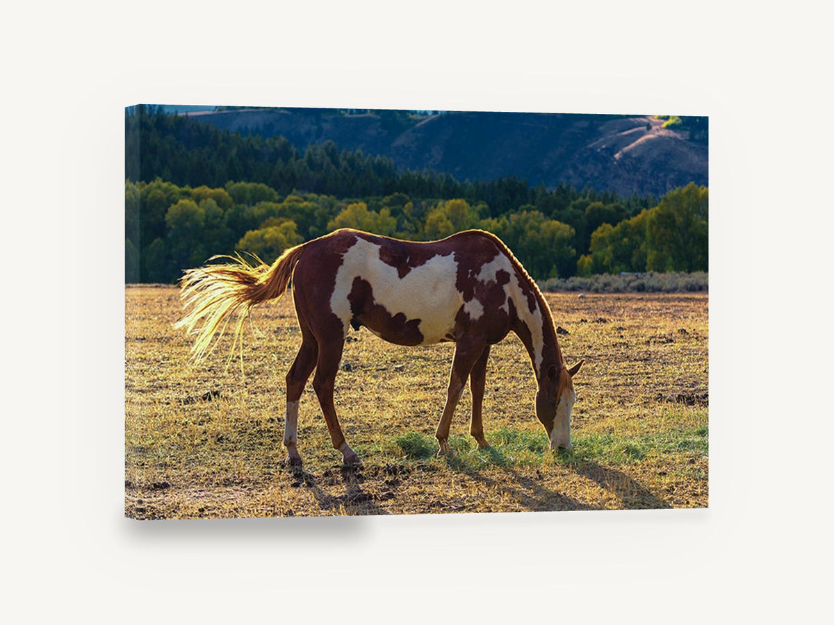Grazing Paint Horse, paint horse grazing photograph, animal canvas wall art print ready to hang