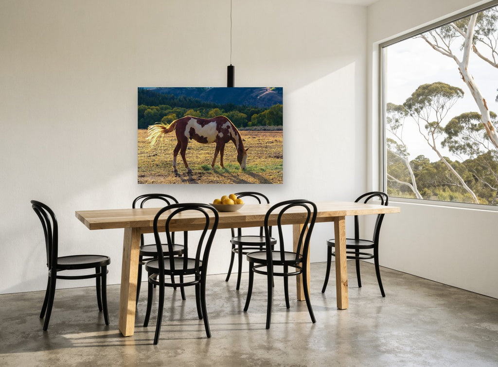 Grazing Paint Horse animal canvas print on the wall of a dining room