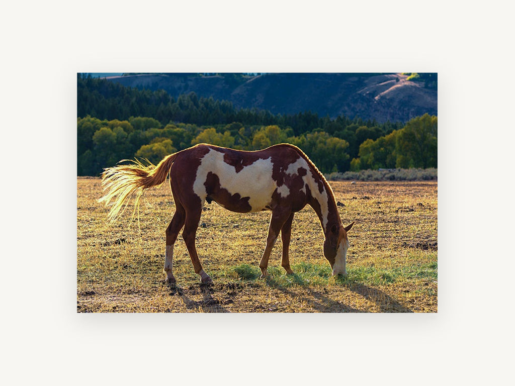 Grazing Paint Horse, paint horse grazing photograph, animal canvas wall art print, front view