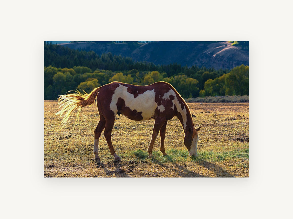 Grazing Paint Horse, paint horse grazing photograph, animal canvas wall art print, front view