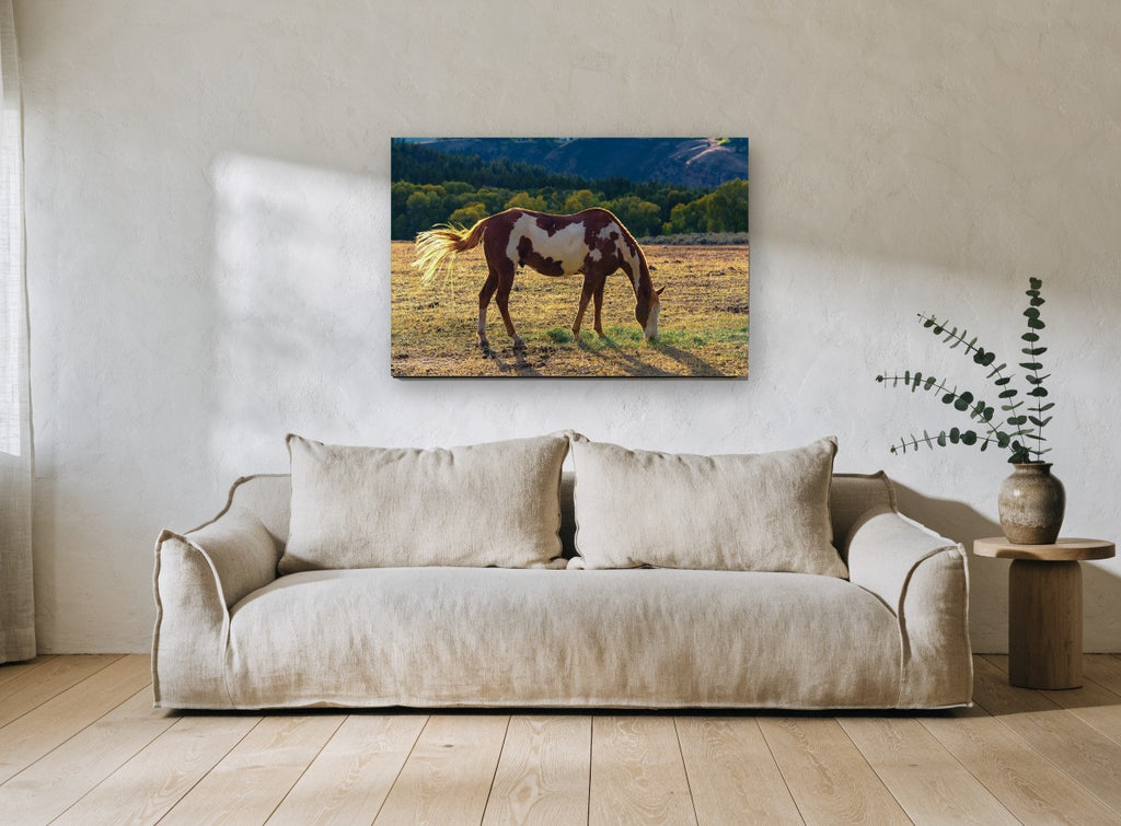 Grazing Paint Horse animal canvas print on the wall of a living room