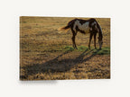 Grazing Paint Horse, paint horse grazing photograph, animal canvas wall art print ready to hang