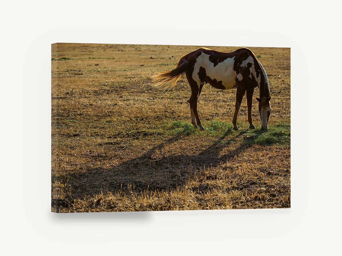 Grazing Paint Horse, paint horse grazing photograph, animal canvas wall art print ready to hang