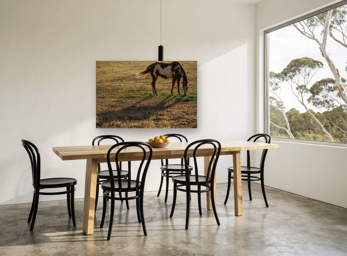 Grazing Paint Horse animal canvas print on the wall of a dining room