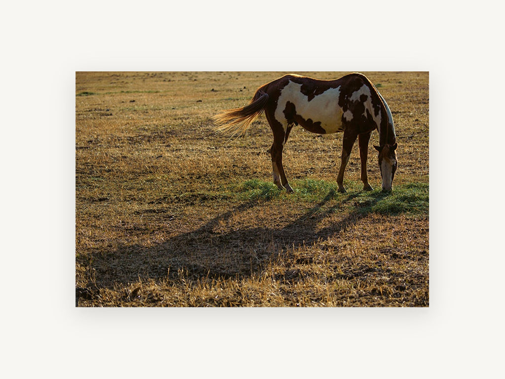 Grazing Paint Horse, paint horse grazing photograph, animal canvas wall art print, front view