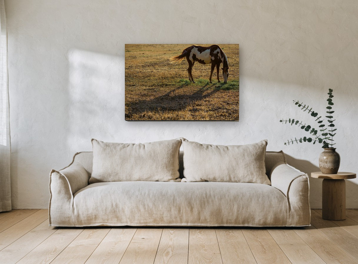 Grazing Paint Horse animal canvas print on the wall of a living room
