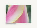 Tulip Petal Curve, pink tulip petal macro photograph, floral canvas wall art print ready to hang