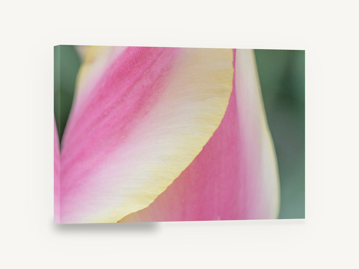 Tulip Petal Curve, pink tulip petal macro photograph, floral canvas wall art print ready to hang