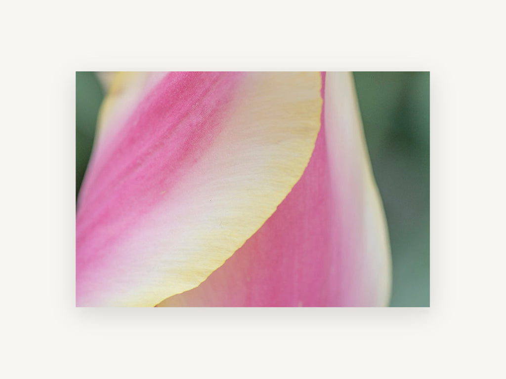 Tulip Petal Curve, floral canvas wall art print, front view