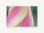 Tulip Petal Curve, floral canvas wall art print, front view