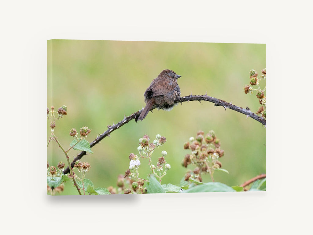 Sparrow on Bramble, sparrow on bramble branch photograph, floral canvas wall art print ready to hang
