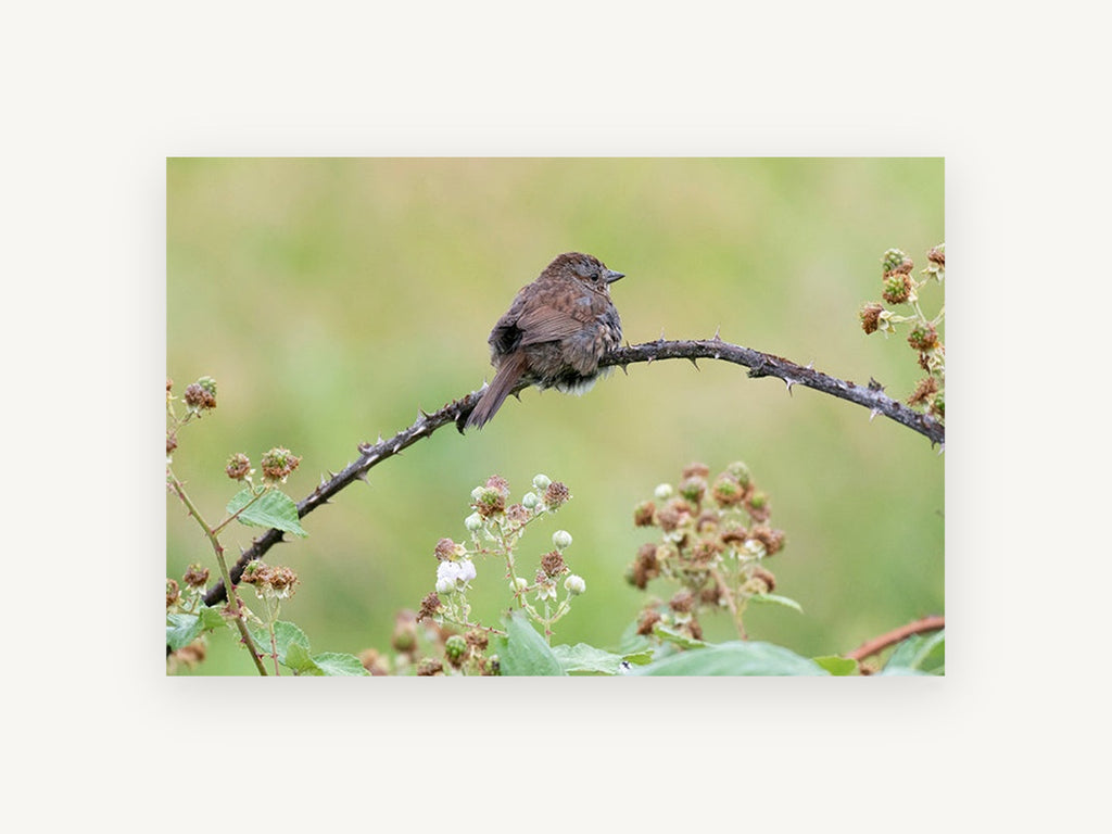 Sparrow on Bramble, floral canvas wall art print, front view