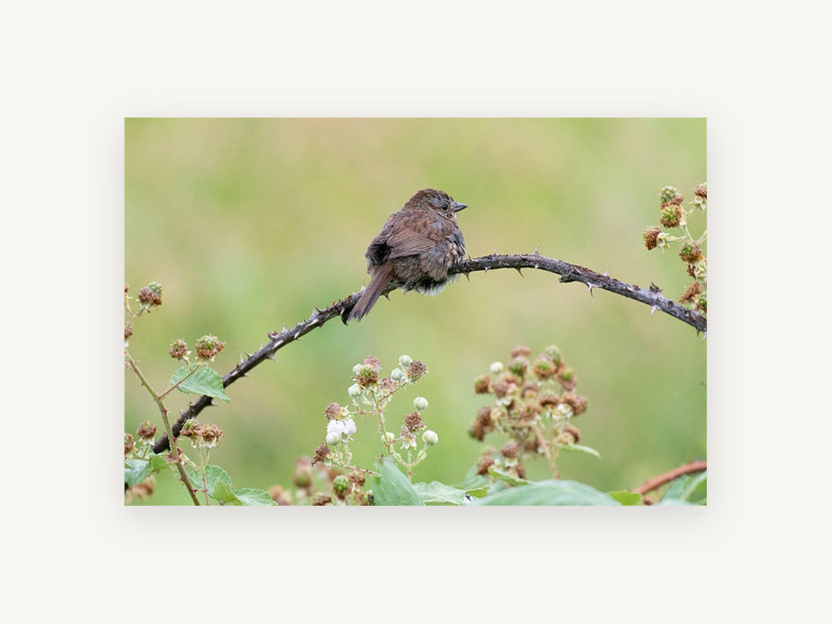 Sparrow on Bramble, floral canvas wall art print, front view