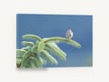 Sparrow on the Spruce, sparrow on spruce branch photograph, floral canvas wall art print ready to hang